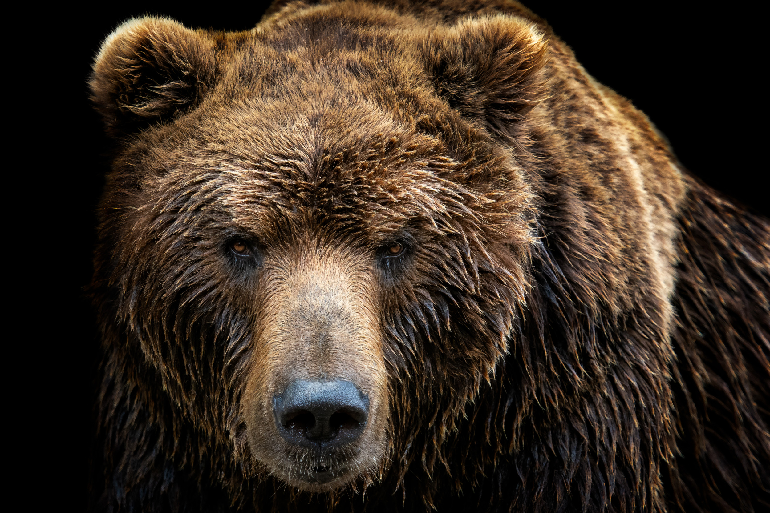 bear-attacks-sleeping-teen-in-utah-bites-his-face-these-are-the
