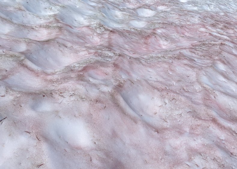 watermelon snow