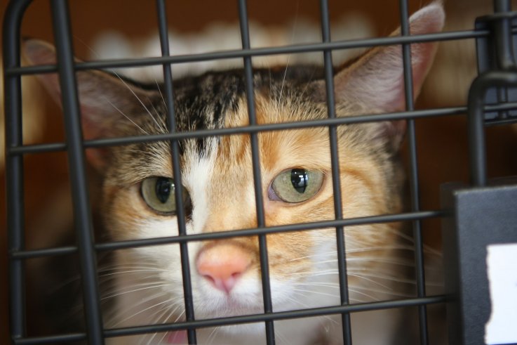 Cat in carrier Cat in carrier