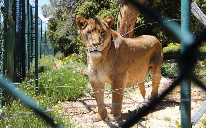 Lion in captivity