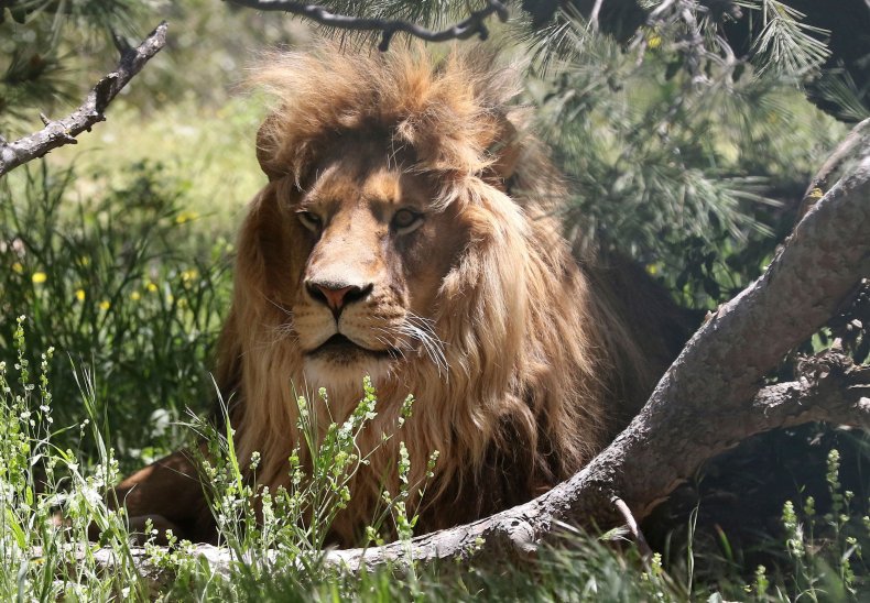 lion