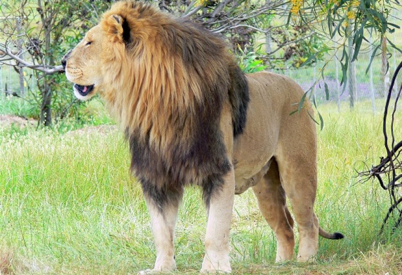 lion Drakenstein Lion Park