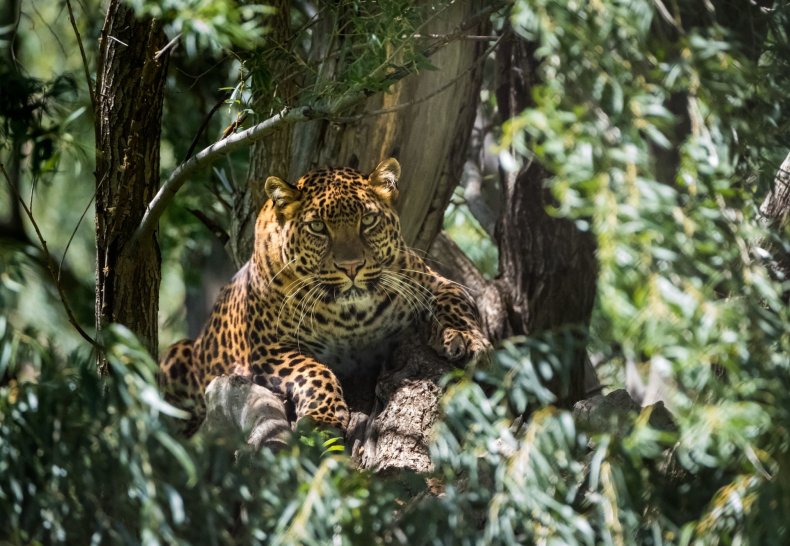 Leopard Lions Park