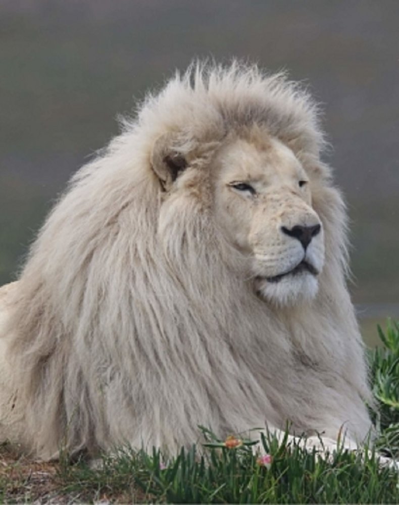 White lion Panthera Africa