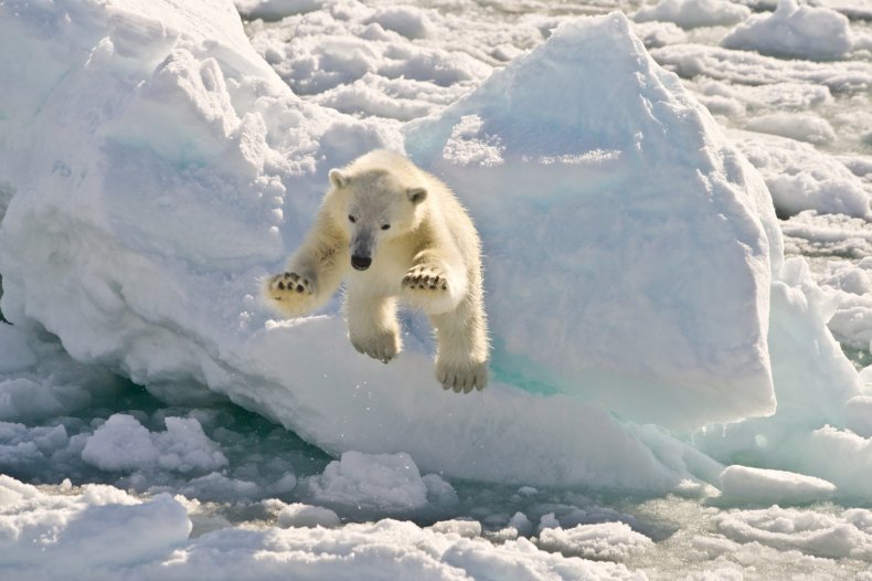 Polar Bear in Arctic