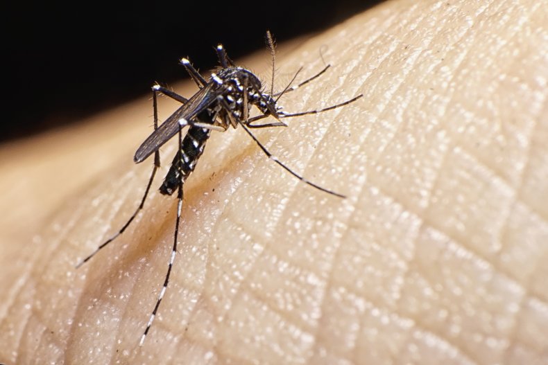 mosquito, Aedes albopictus, bug, malaria, stock, getty,