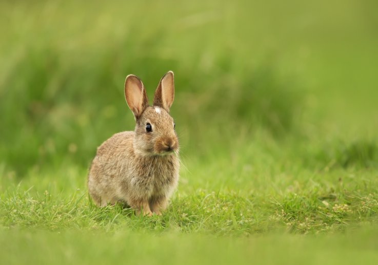 rabbits california neighborhood rabbits california neighborhood