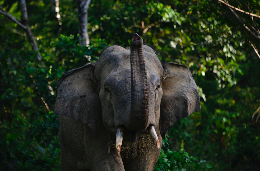 Activists Champion Release of Happy The Elephant from Bronx Zoo, Claim