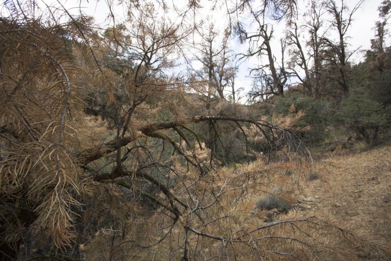 forest mortality, Frazier Park, California