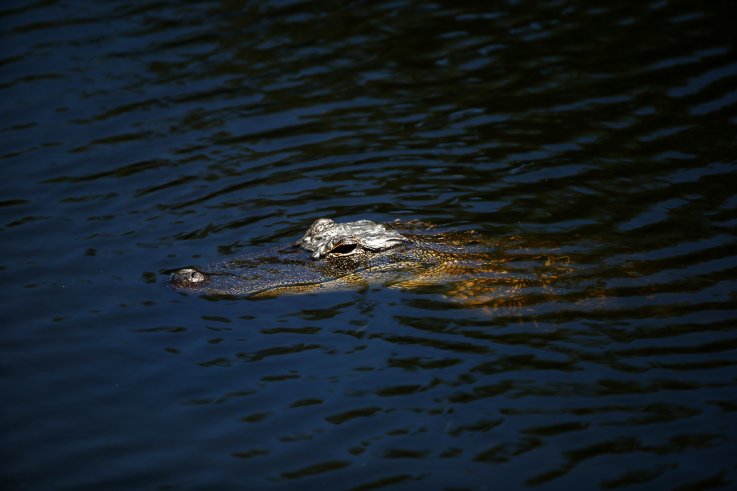 alligator alligator