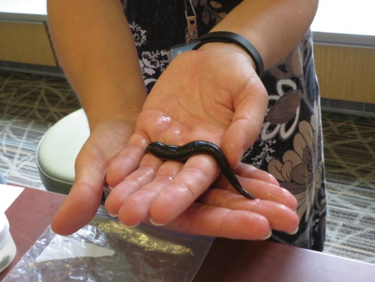 medicinal leech medicinal leech