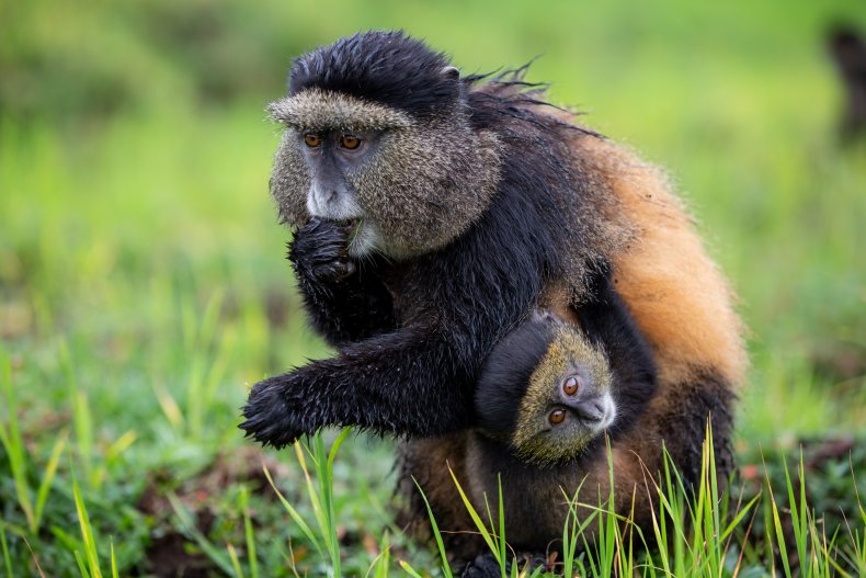 golden monkeys