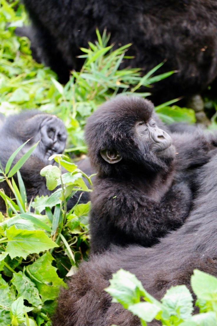 baby gorilla rwanda