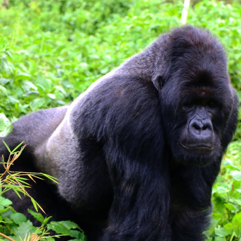 Rwanda Gorilla