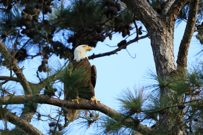 bald eagle