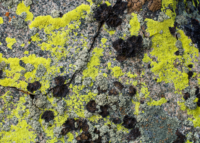 Stop Eating Sexy Pavement Lichen Scientists Warn