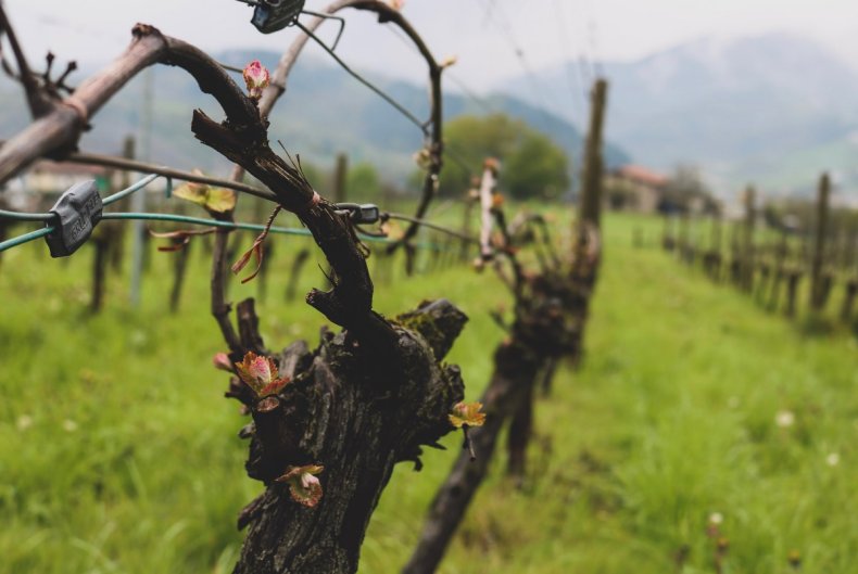 vineyard Spain