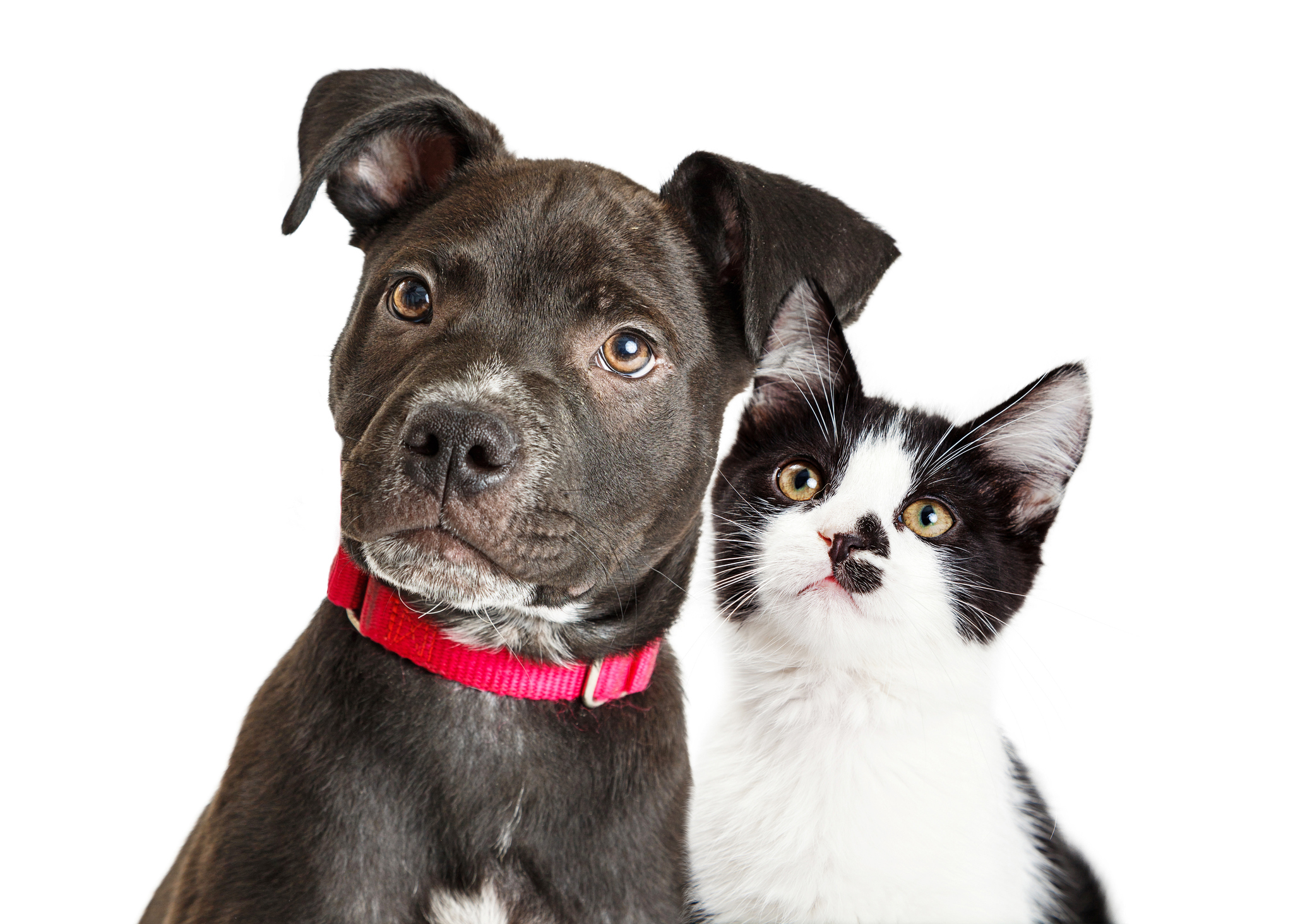why dogs are better than cats scientifically