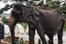 Images of Emaciated 70-year-old Performing Elephant Spark Anger