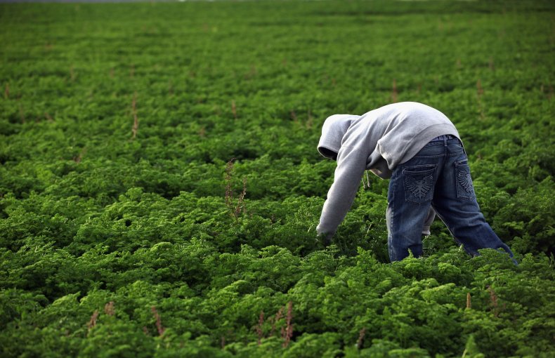 Colorado Farm Suffers As Immigrant Workforce Diminishes