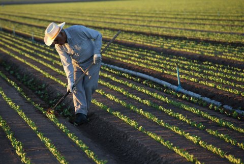 Migrant Workers Farm Crops In Southern CA Migrant Workers Farm Crops In Southern CA
