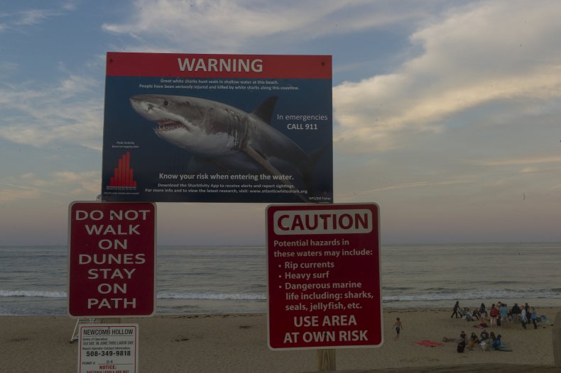 Shark Attacks Seal Near Popular Cape Cod Beach Resulting in Closures