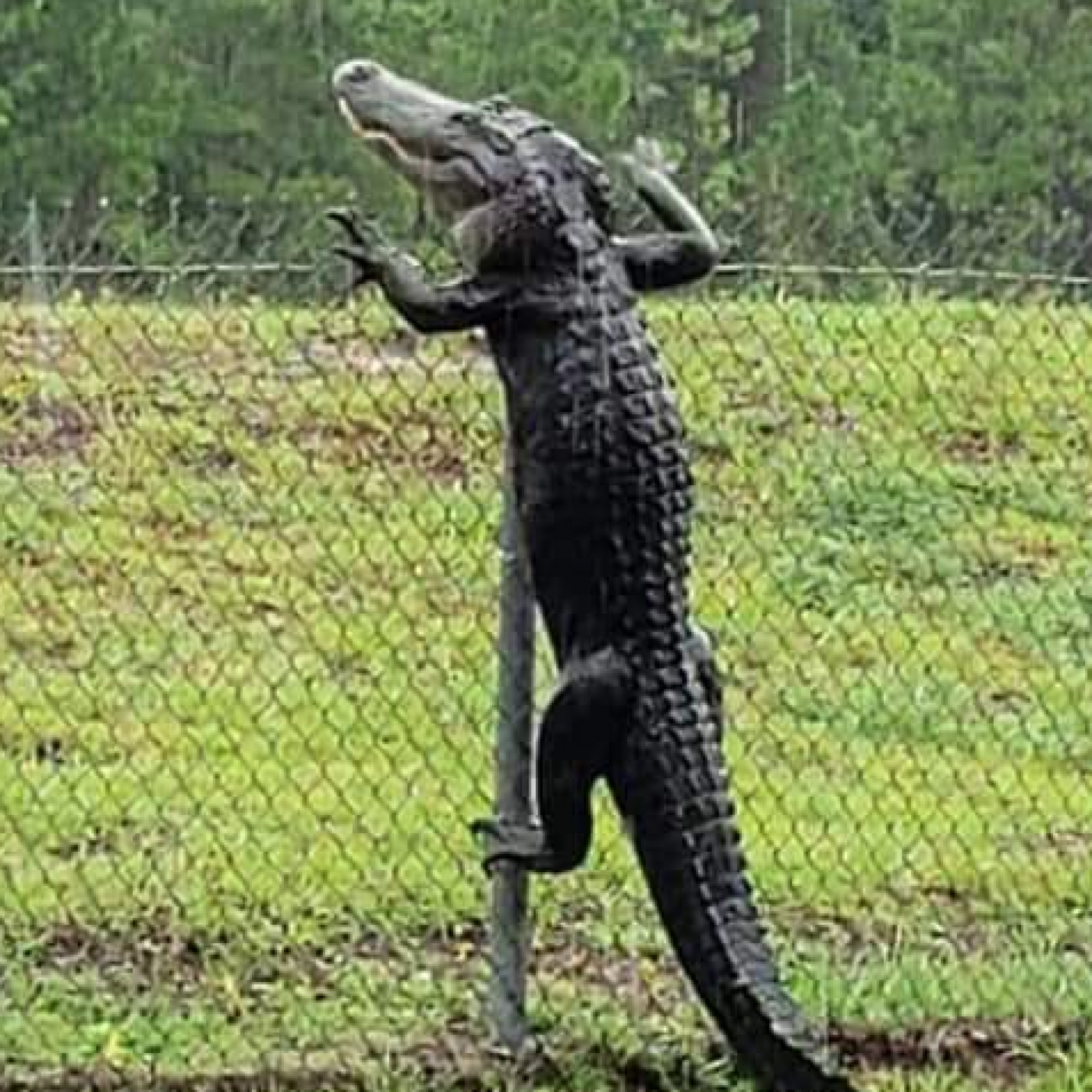Huge Alligator Caught On Camera Climbing Over Fence At - 