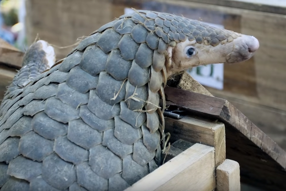 The New Documentary Trying to Save the Most Trafficked Mammals in the World