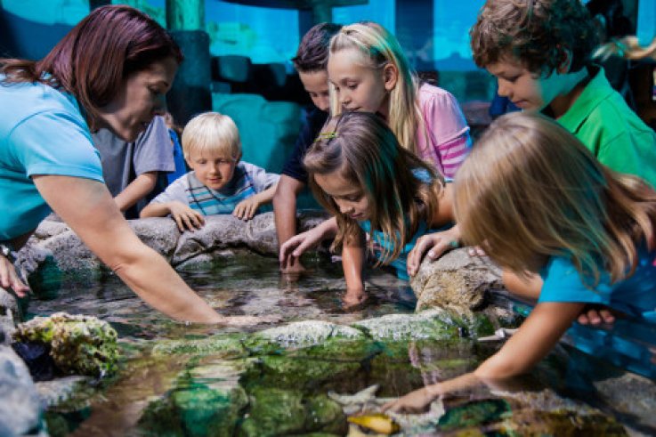 Rockpool SeaLife Orlando Rockpool SeaLife Orlando