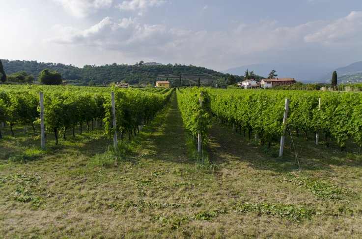 Bardolino Italy vineyards Bardolino Italy vineyards