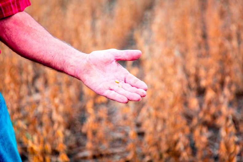 Soybean farmer