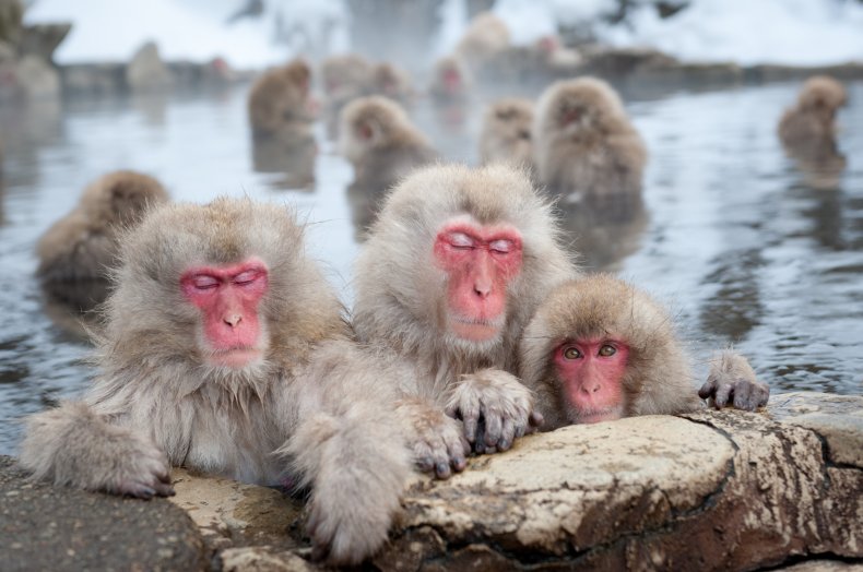 macaques snow monkeys