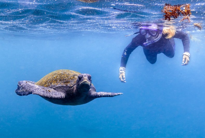 Turtles Galapagos