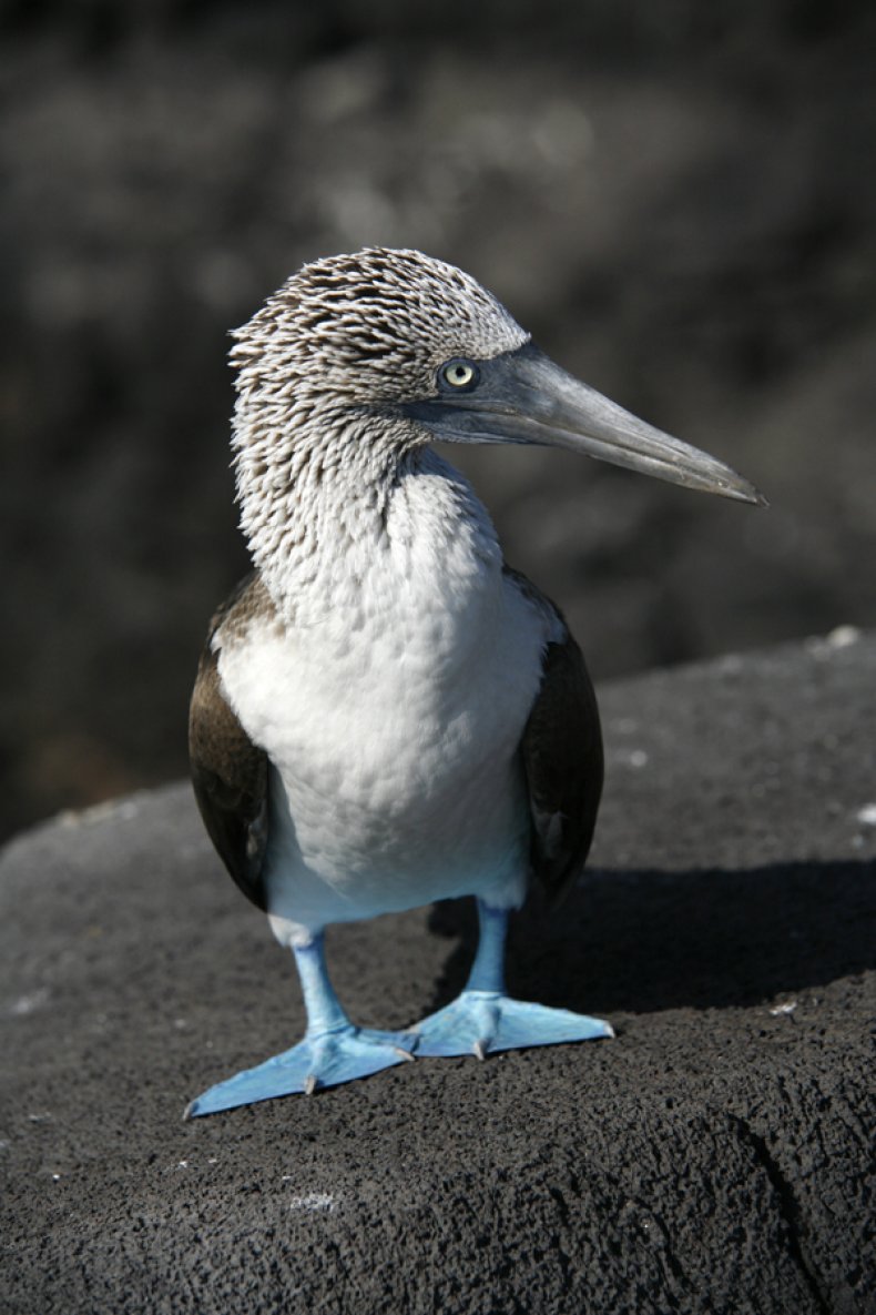 Blue Footed Boobie Galapagos