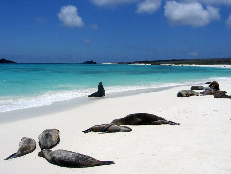 Sea Lions Galapagos