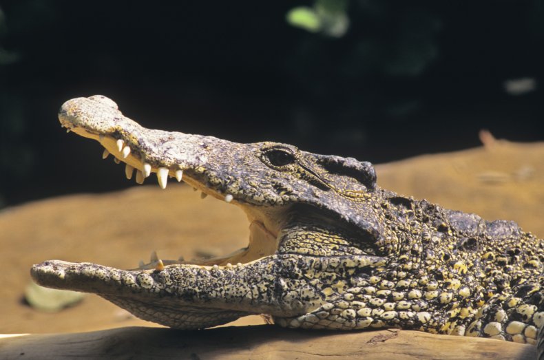 crocodile