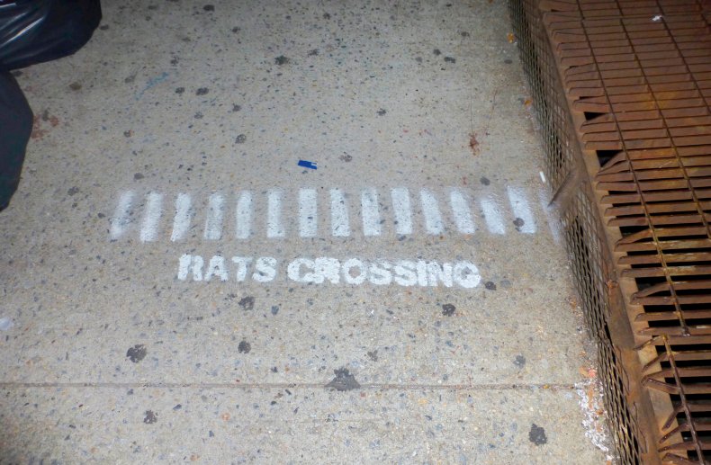 Rats Crossing
