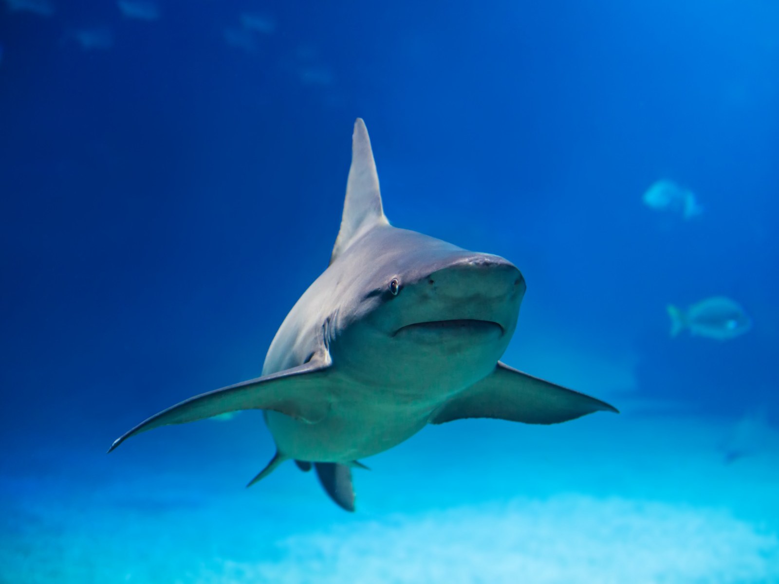 11 Year Old Boy Bitten In Apparent Shark Attack In Florida