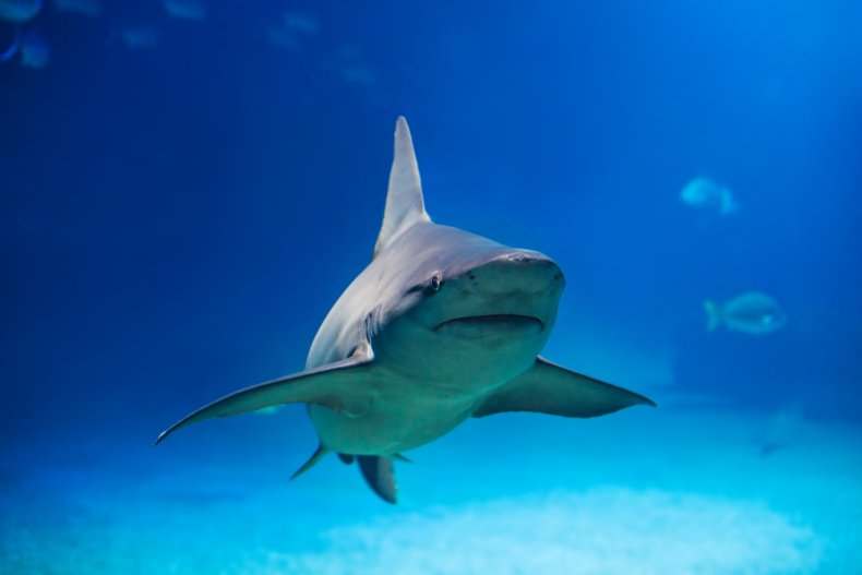 shark stock photo