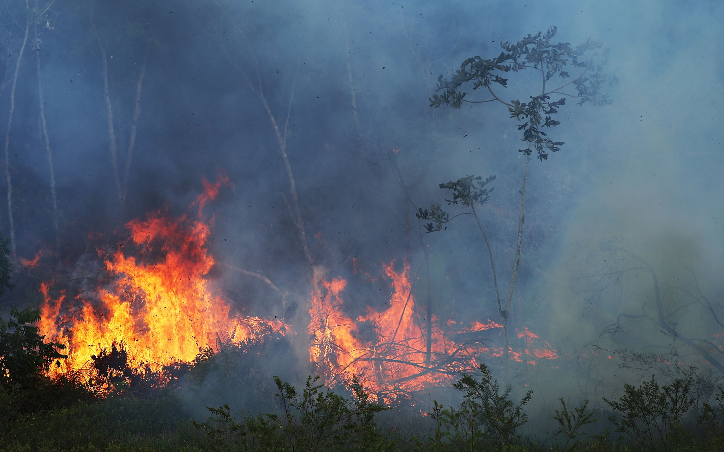 How Did The Amazon Rainforest Fires Start