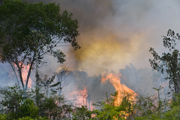 'Stop the Burning of Amazon Rainforest' Petition Nears Goal of 500,000 ...
