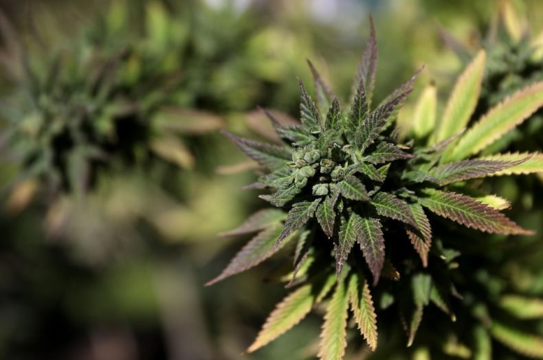 marijuana marijuana