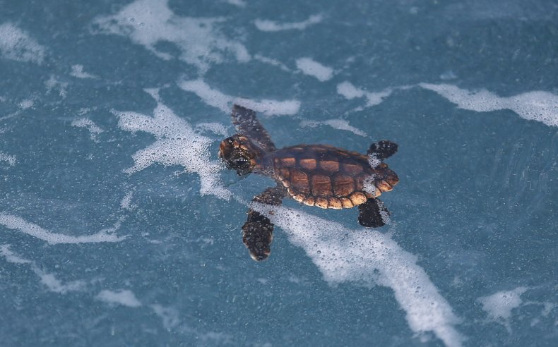 loggerhead turtle