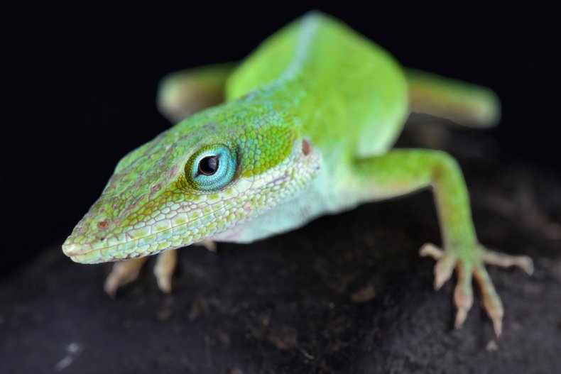 anole lizard, carolina anole, reptile, stock, getty,