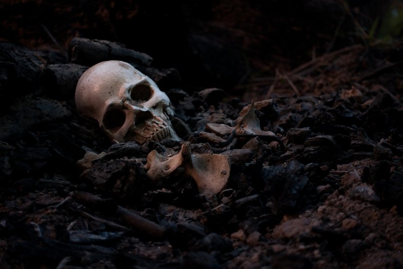 human skull remains