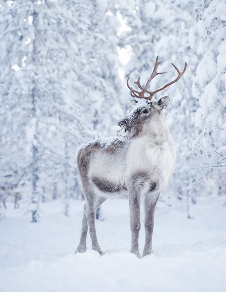 Reindeer Finland