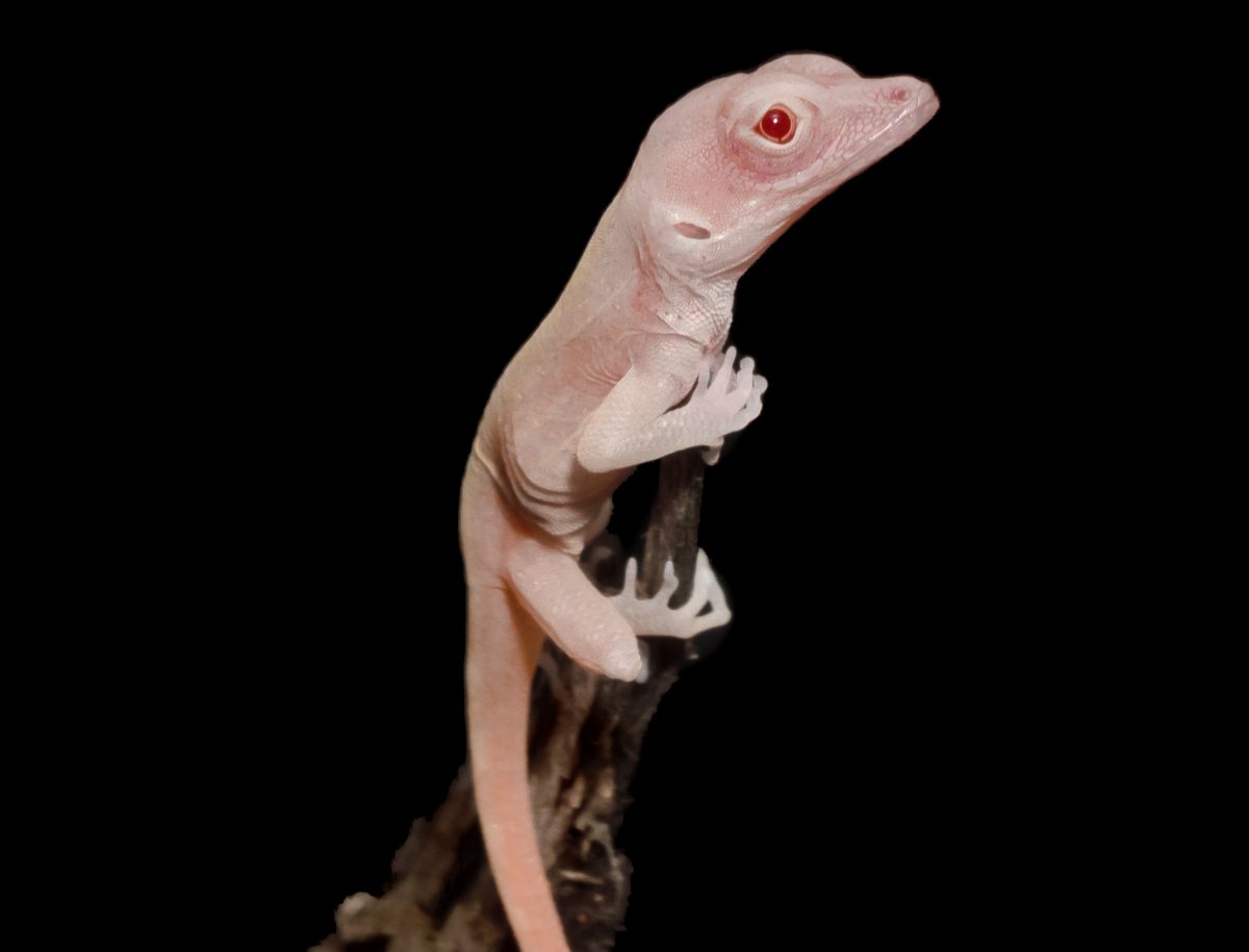 albino lizard hatchling, Cell Reports,