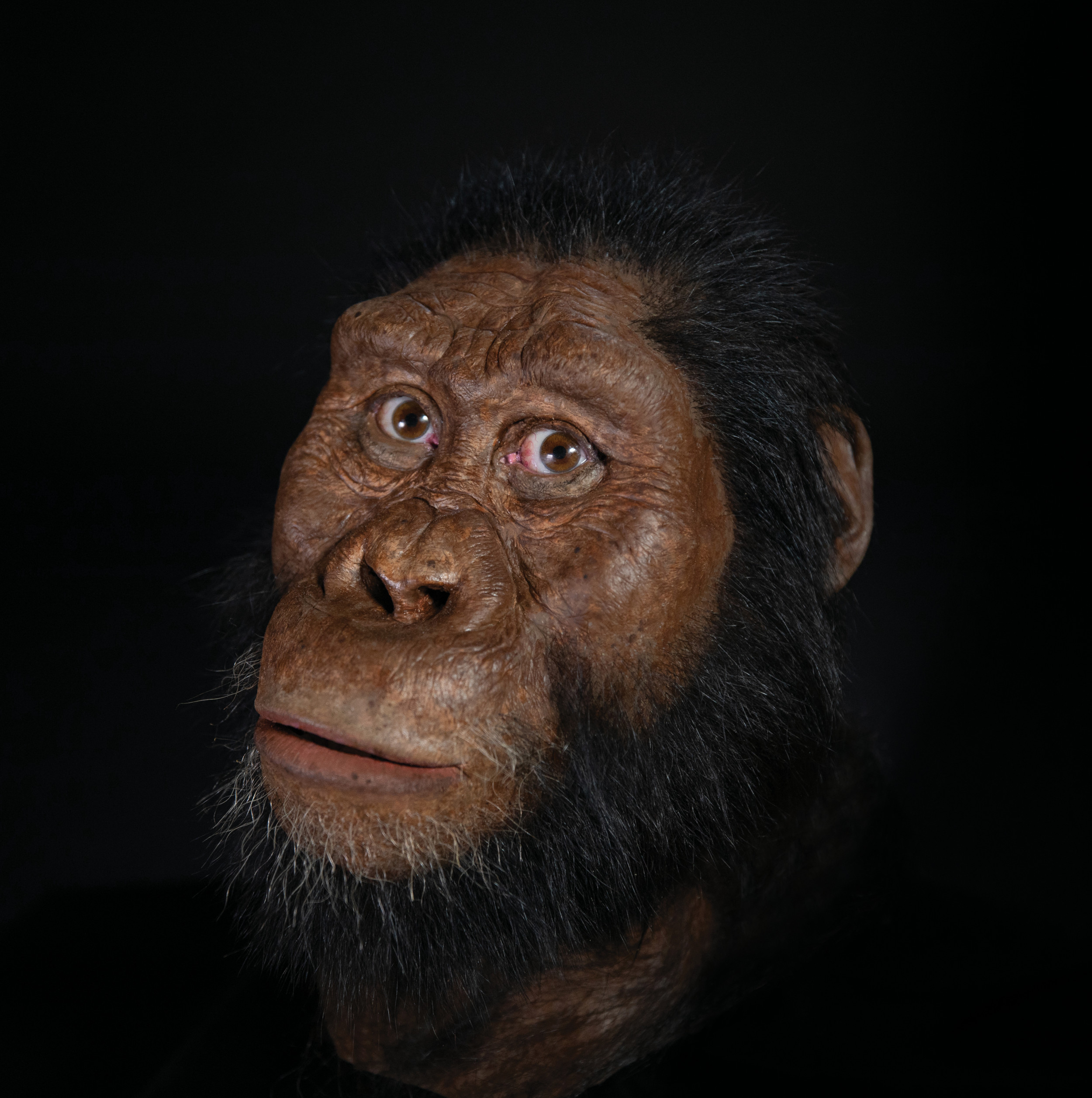 Face of Ancient Human Ancestor That Lived 3.8 Million Years Ago