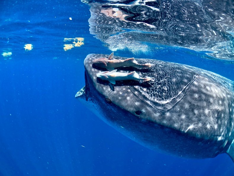 Whale Sharks fish hanging on