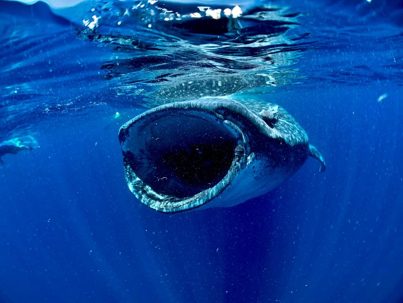 Whale shark mouth open